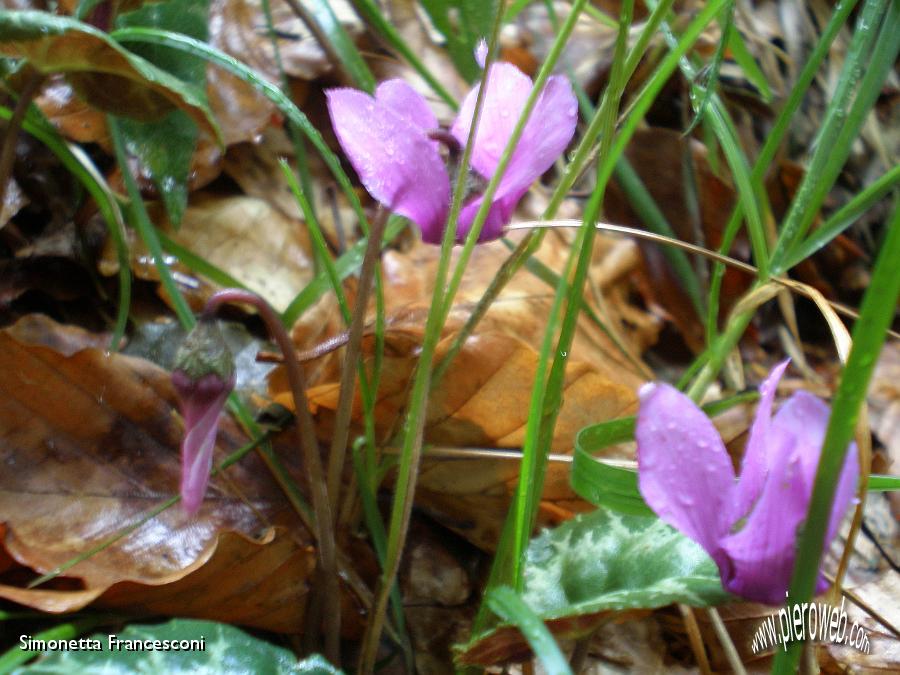 14 ciclamini nel bosco.JPG